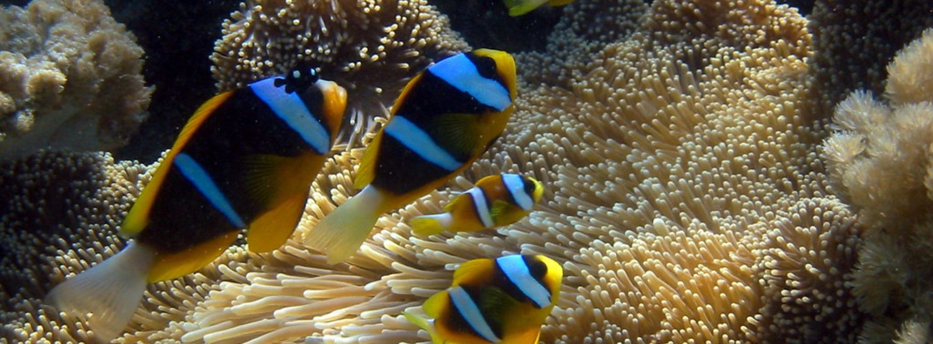 Allard's-Clownfish-in-groups