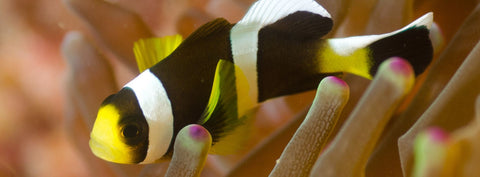 Amphiprion-akindynos-hiding-in-the-coral-reef