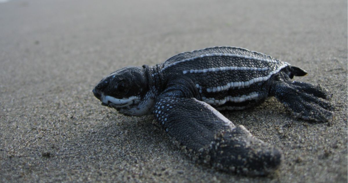 Eine Baby-Leder-Meeresschildkröte