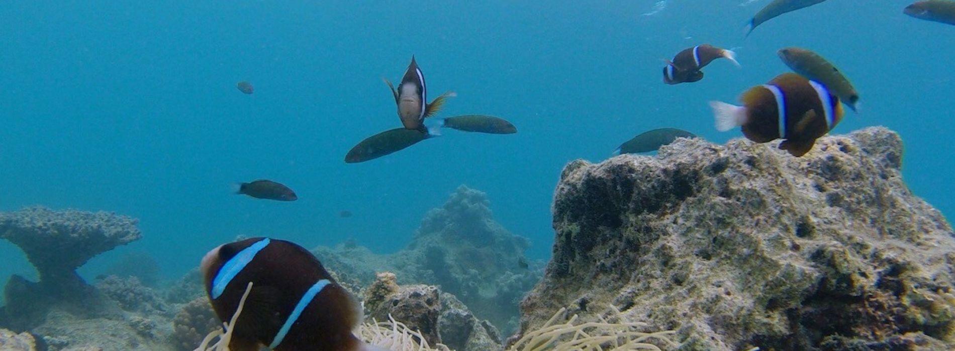 Barrier-Reef-Anemonefish-baby-hatching