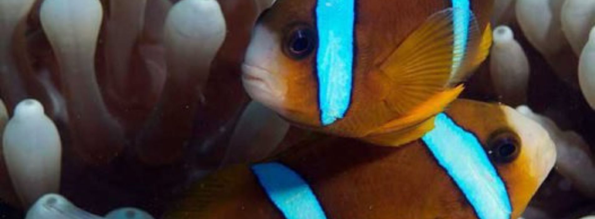 Barrier-Reef-Anemonefish-group