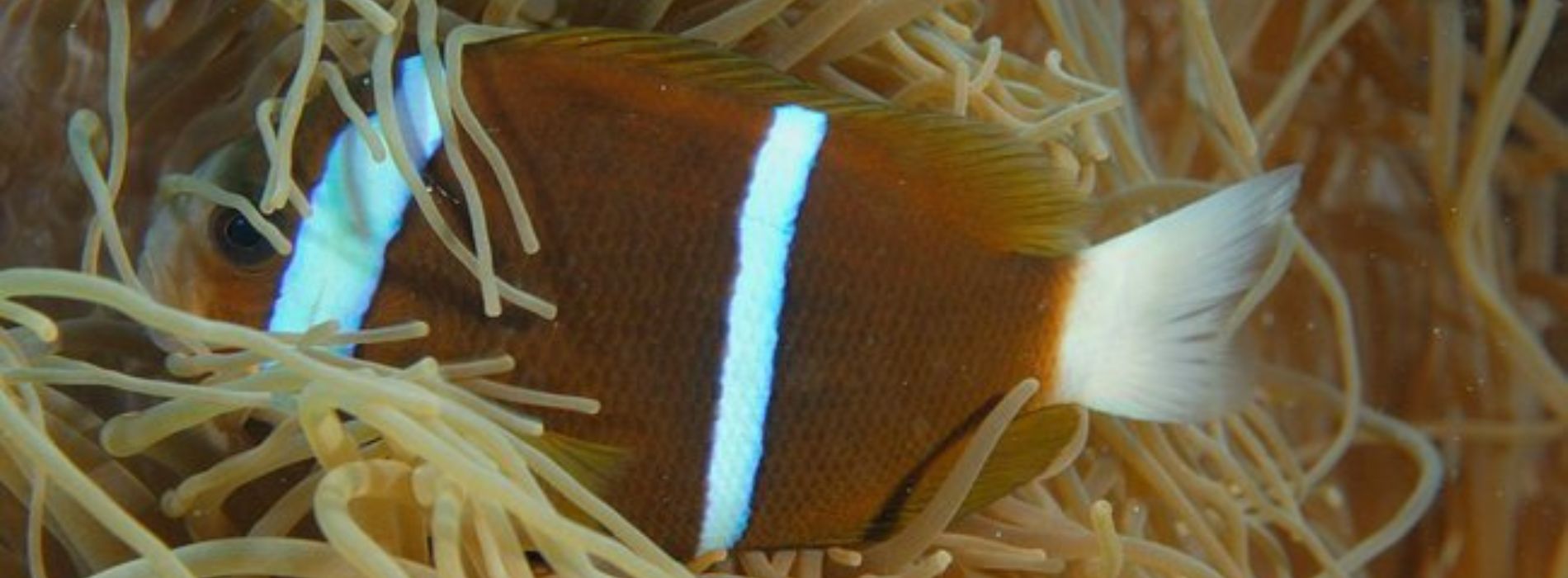 Barrier-Reef-Anemonenfisch-Jagd-im-Korallenriff