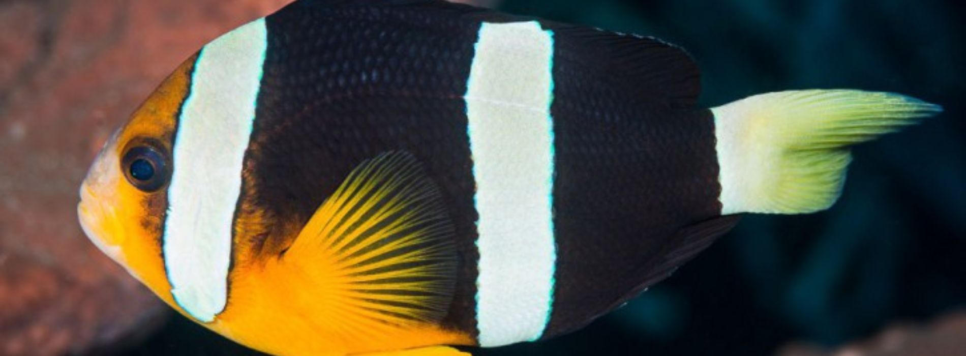 Barrier-Reef-Anemonefish-swimming