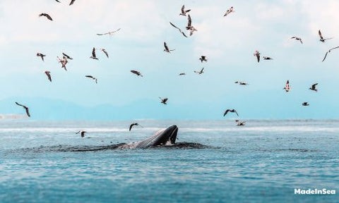 Blue-whale-eating-at-the-surface