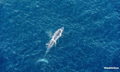 Blue-whale-swimming