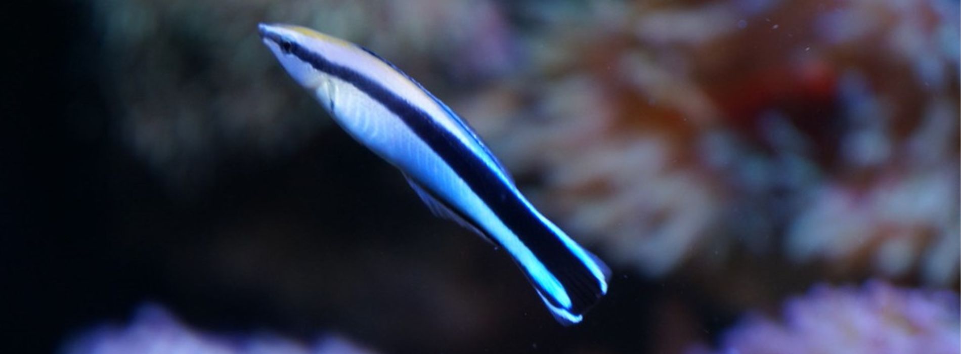 Bluestreak-cleaner-wrasse-front-view