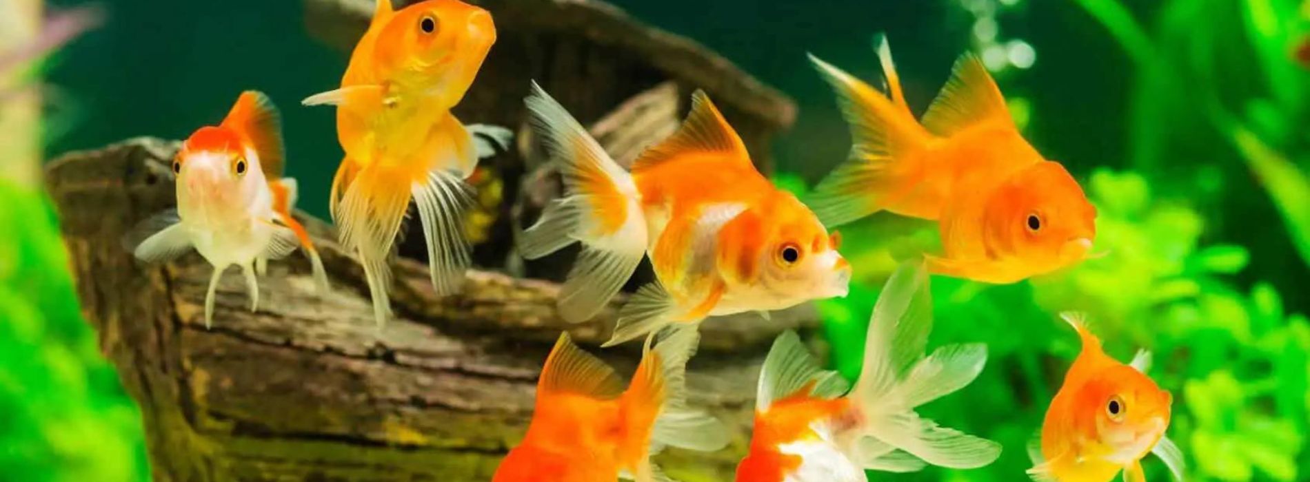 Carassius-auratus-swimming-with-goldfish-friend