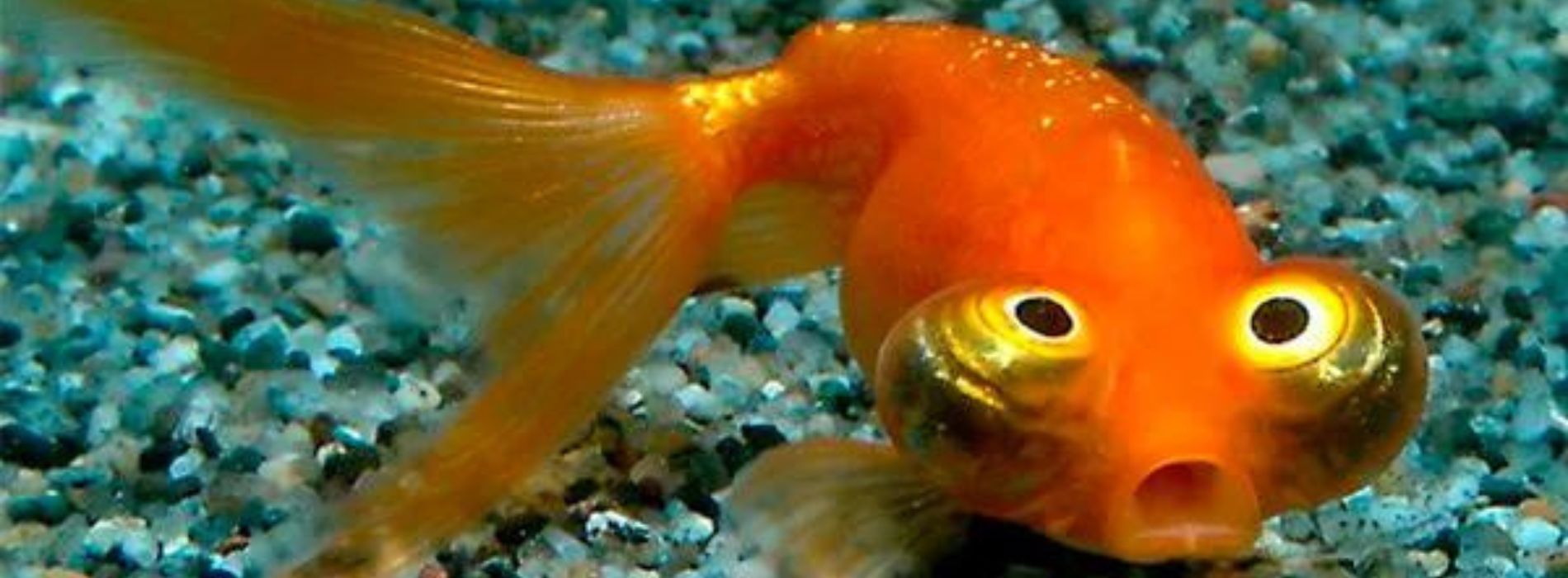 Celestial-Eye-Goldfish-in-aquarium