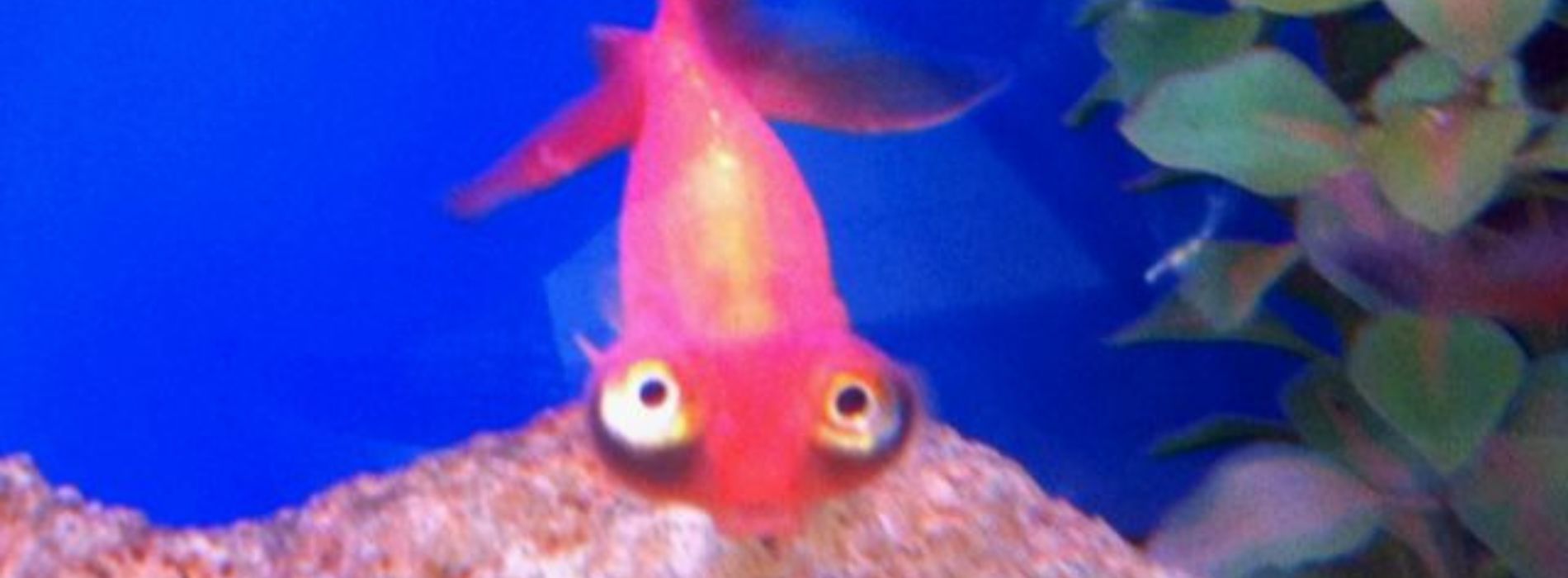 Celestial-Eye-Goldfish-in-aquarium
