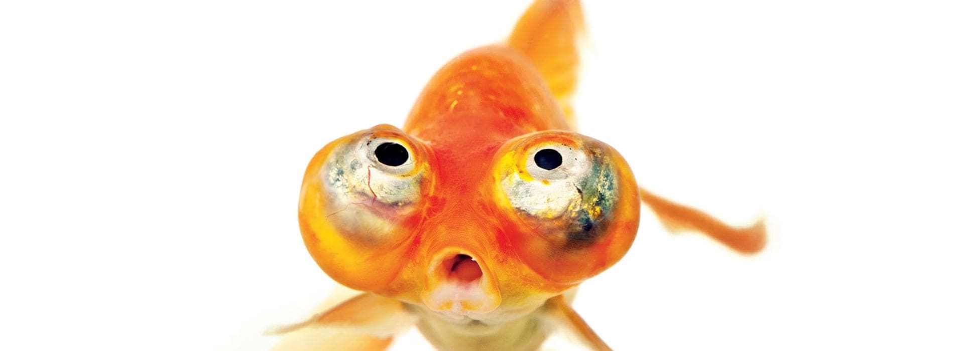 Himmlischer-Auge-Goldfisch-blickt-in-die-Kamera
