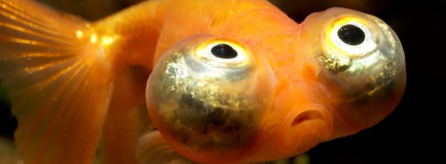 Celestial-Eye-Goldfish-swimming