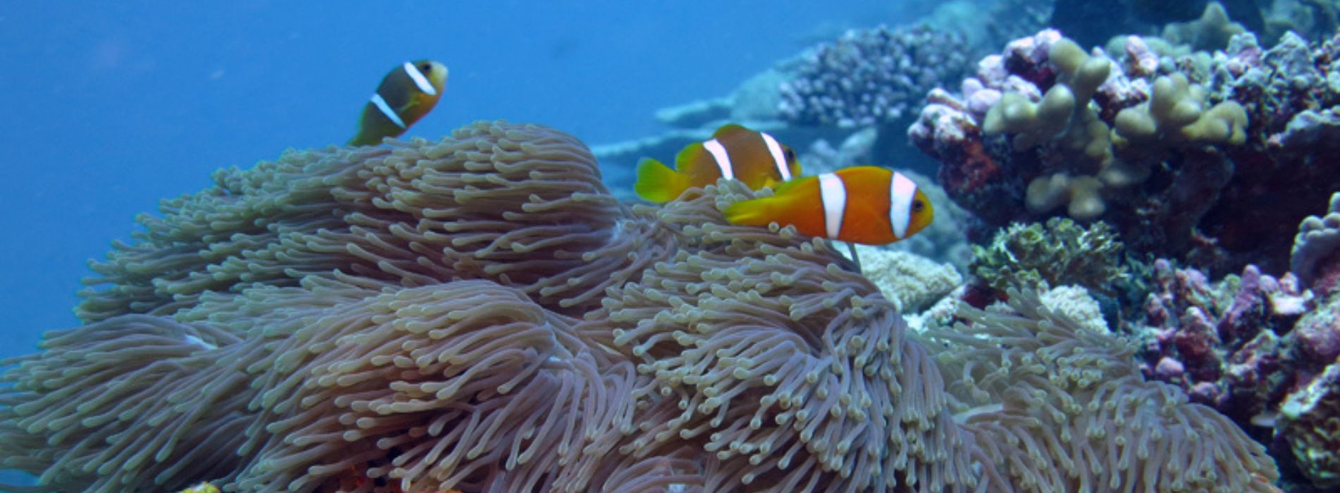 Chagos-anemonefish-family-swimming