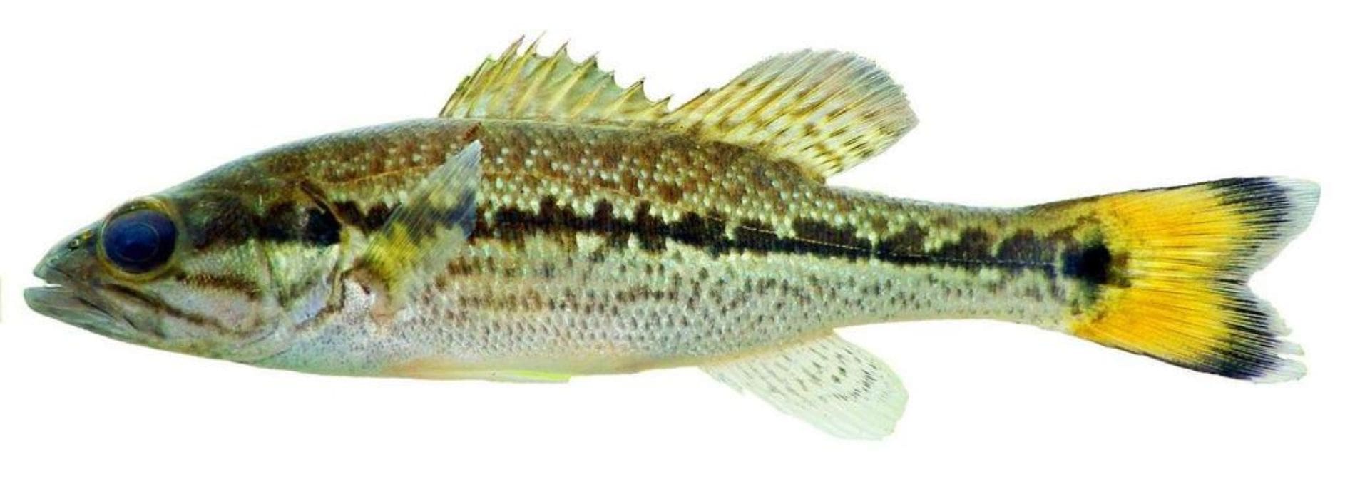 Choctaw-bass-side-swimming