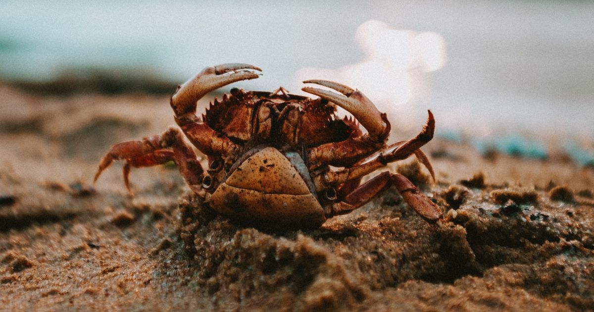 Crab-behavior