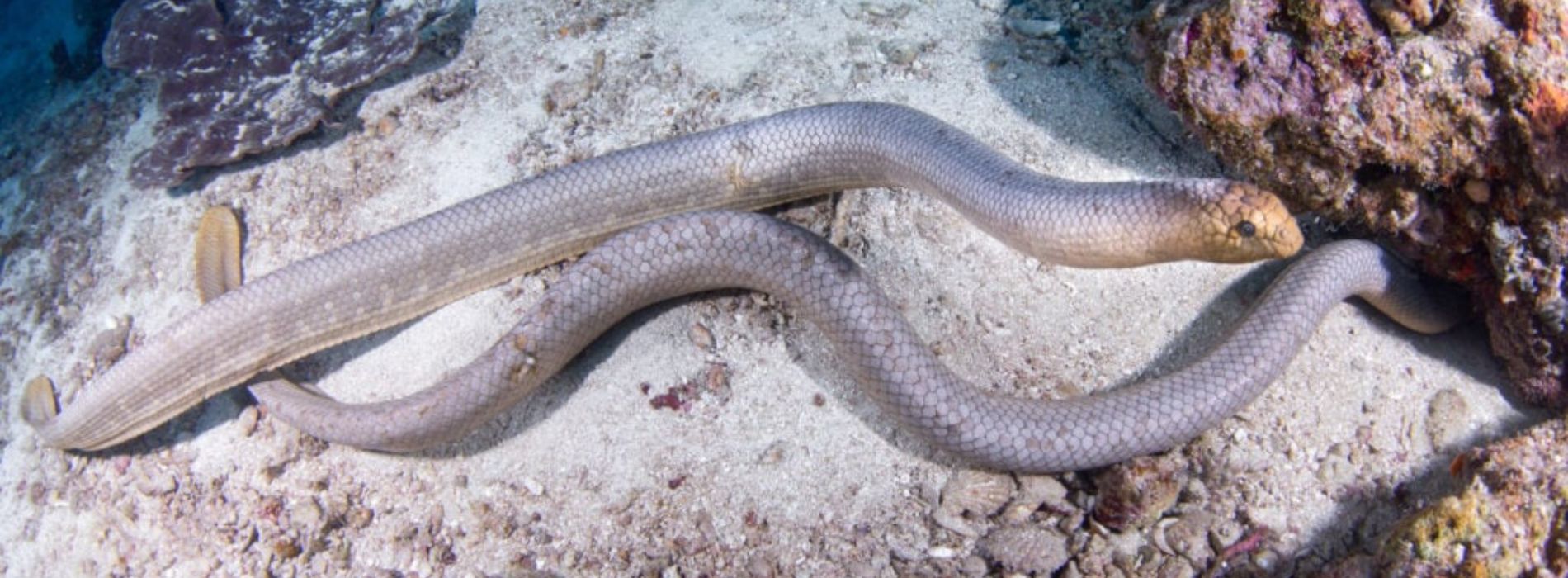 Family-of-olive-sea-snake