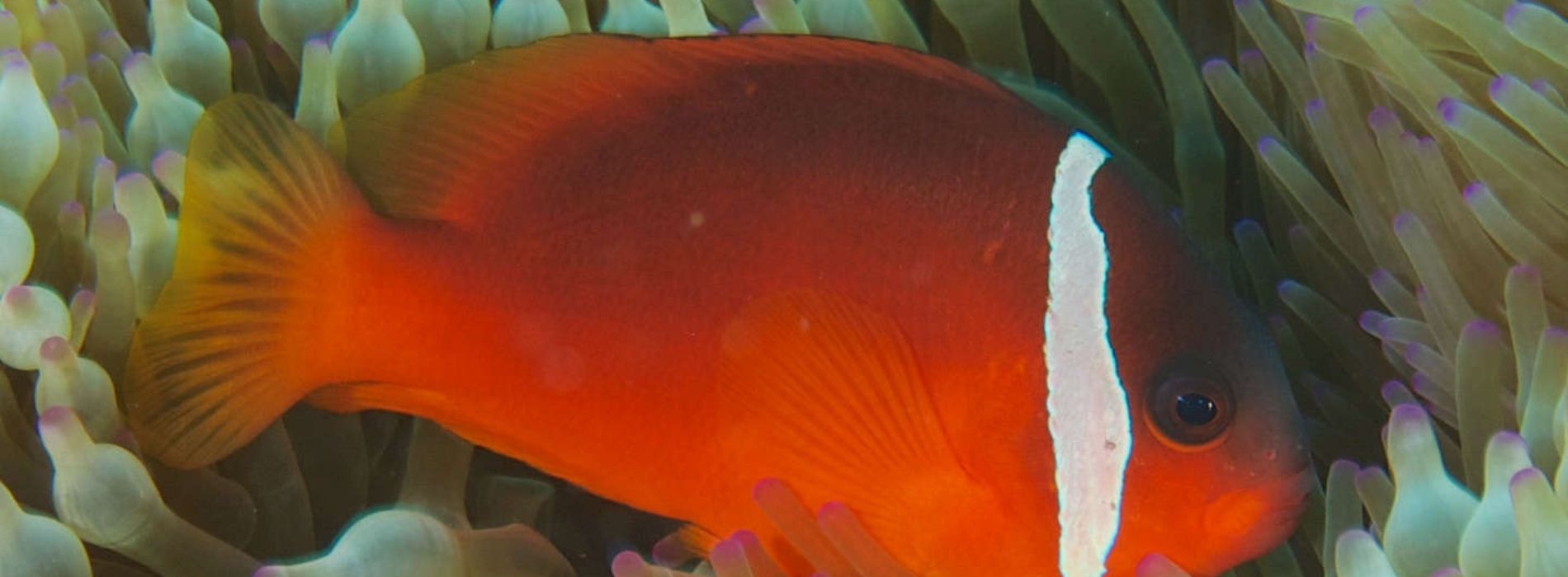 Fiji-Anemonefish-in-coral-reefs