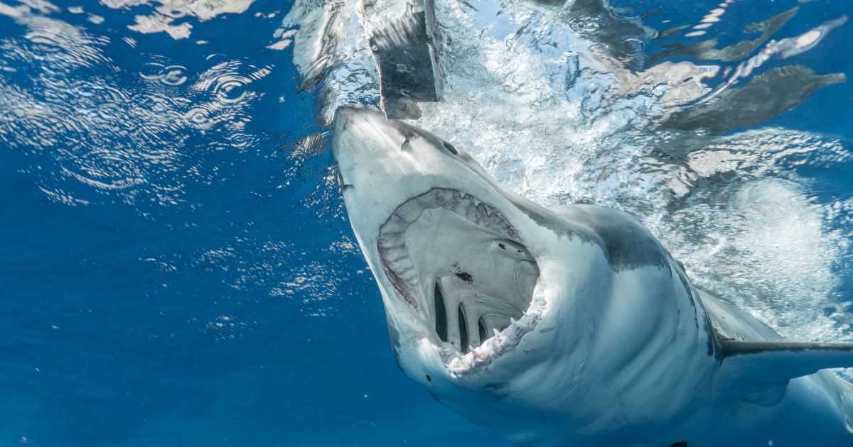 Gran-caza-de-tiburón-blanco