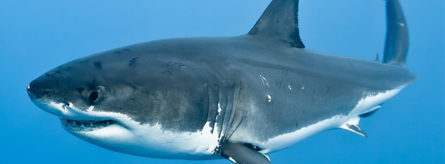 Great White Shark