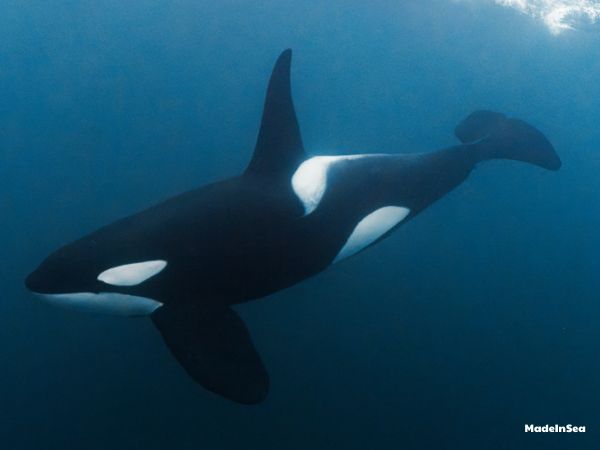 killer-whales-swimming-in-the-sea