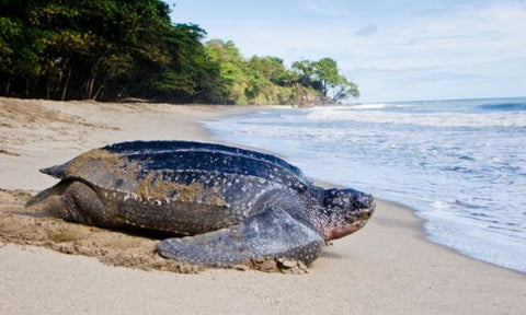 Leatherback-sea-turtle-on-the-beach