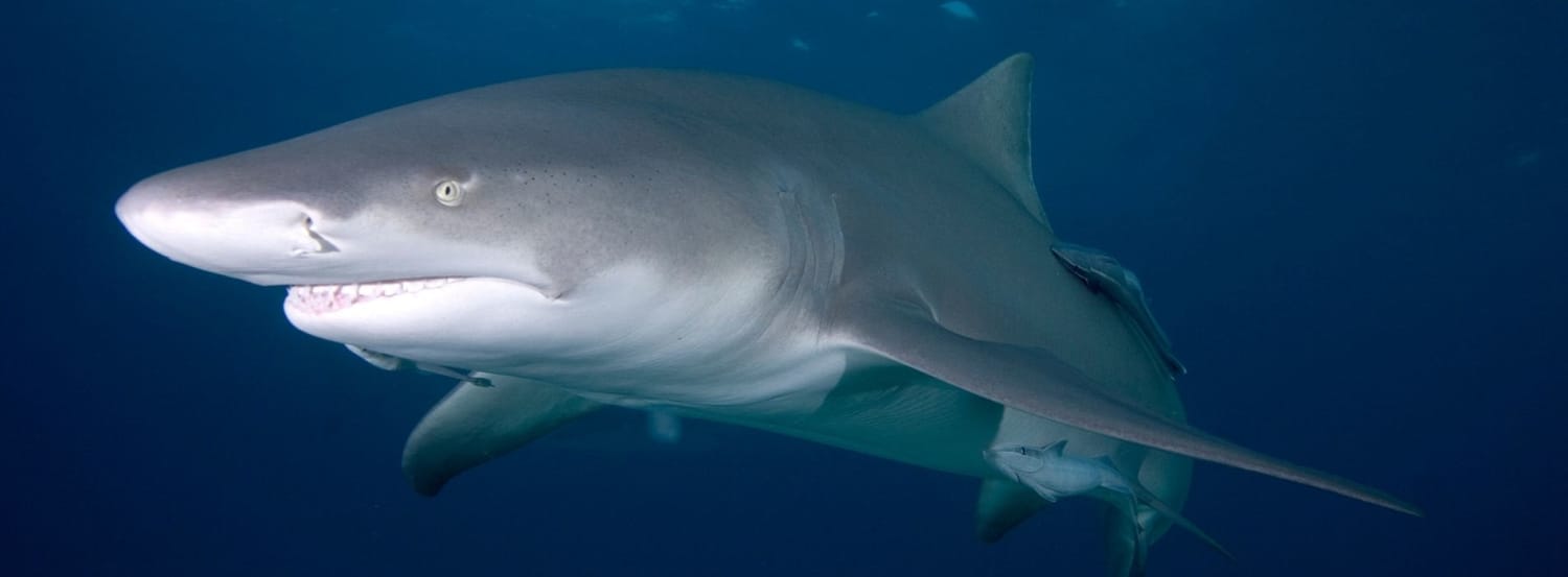 Lemon Shark