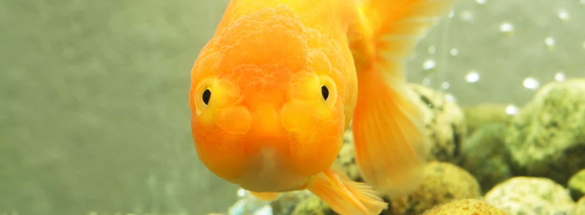 Lionhead-Goldfish-swimming