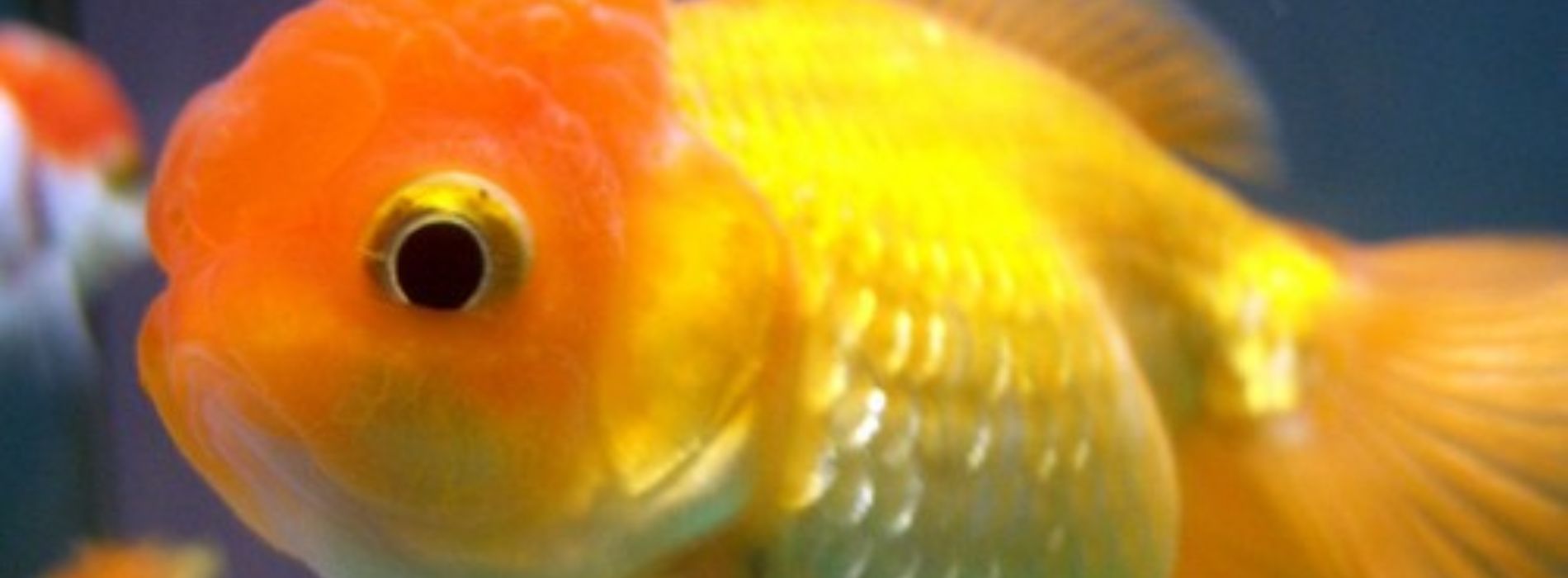 Lionhead-Goldfish