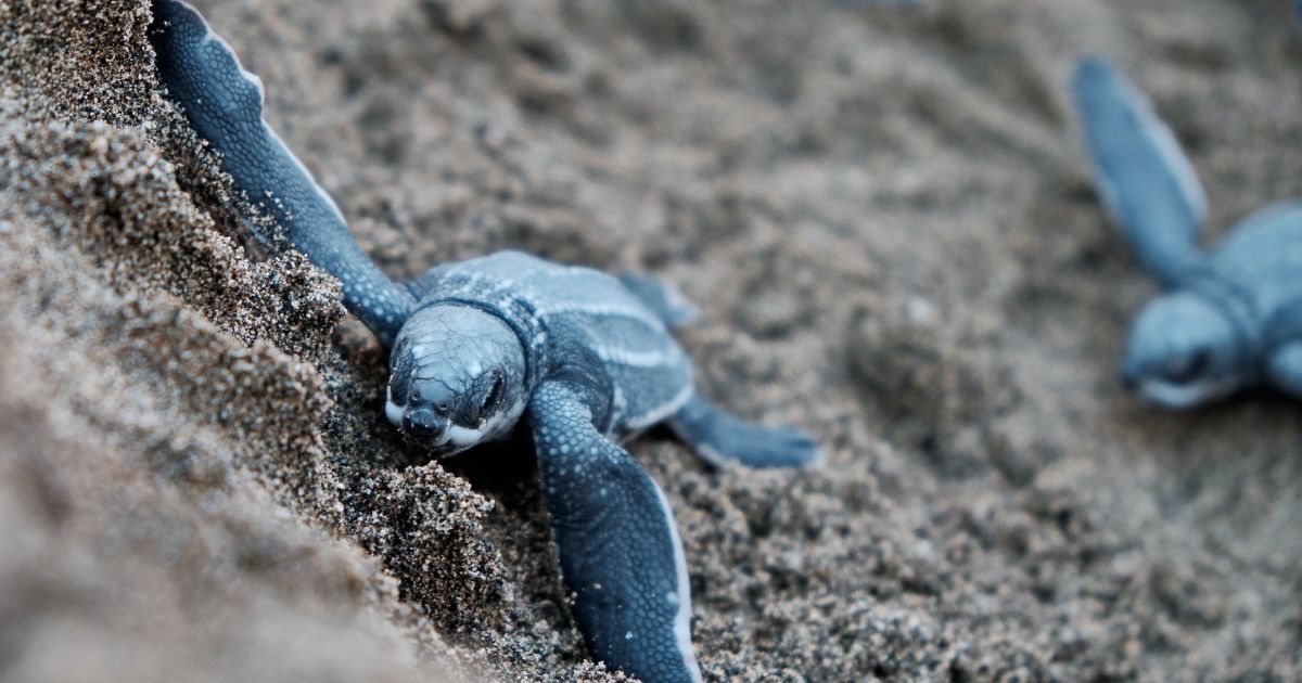 Pequeña-tortuga-laúd-bebé