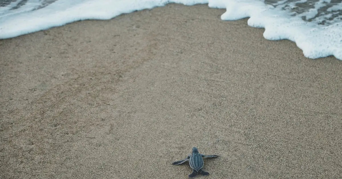 Pequeña-tortuga-marina-en-la-playa