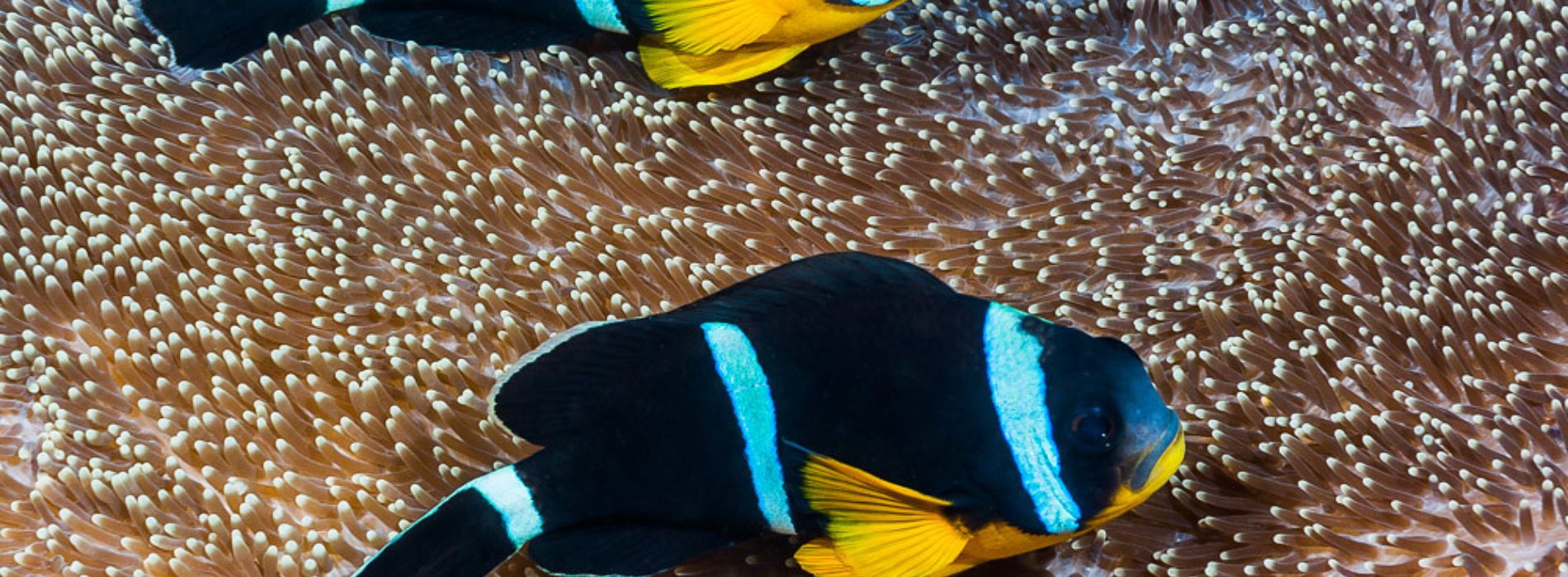 Mauritius-Anemonenfisch-Weibchen-und-Männchen-schwimmen
