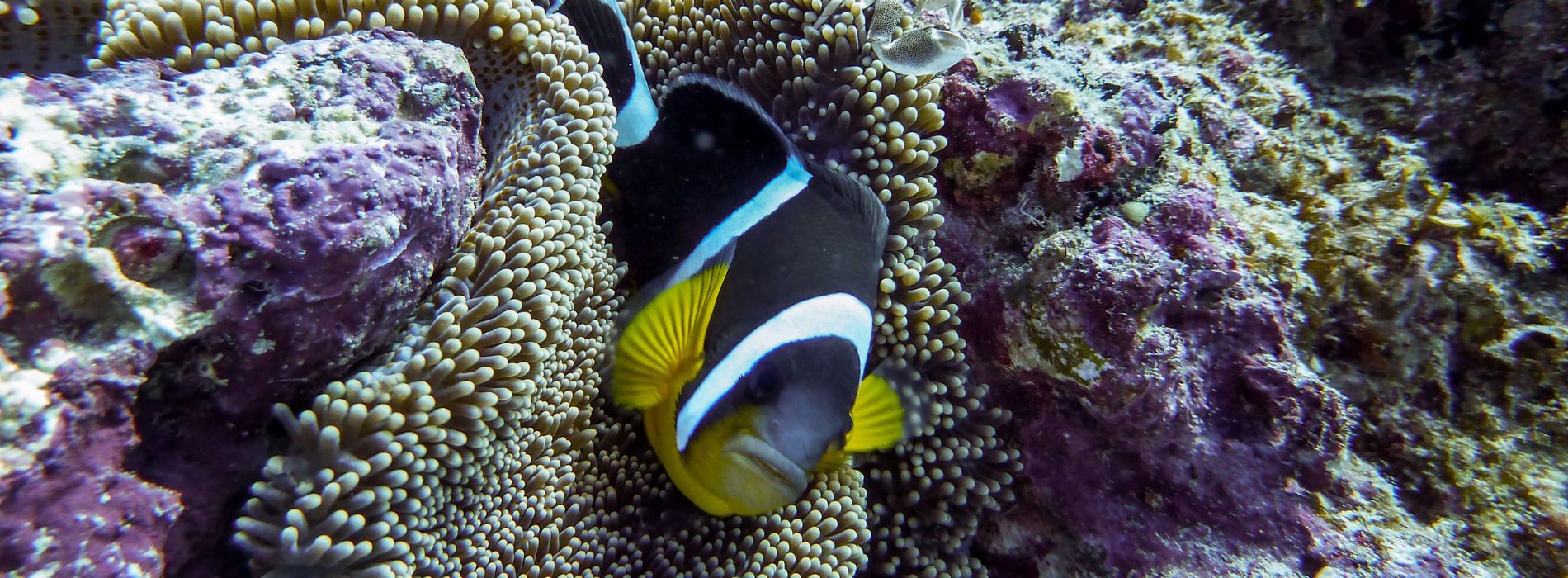 Mauritian-anemonefish-front-view