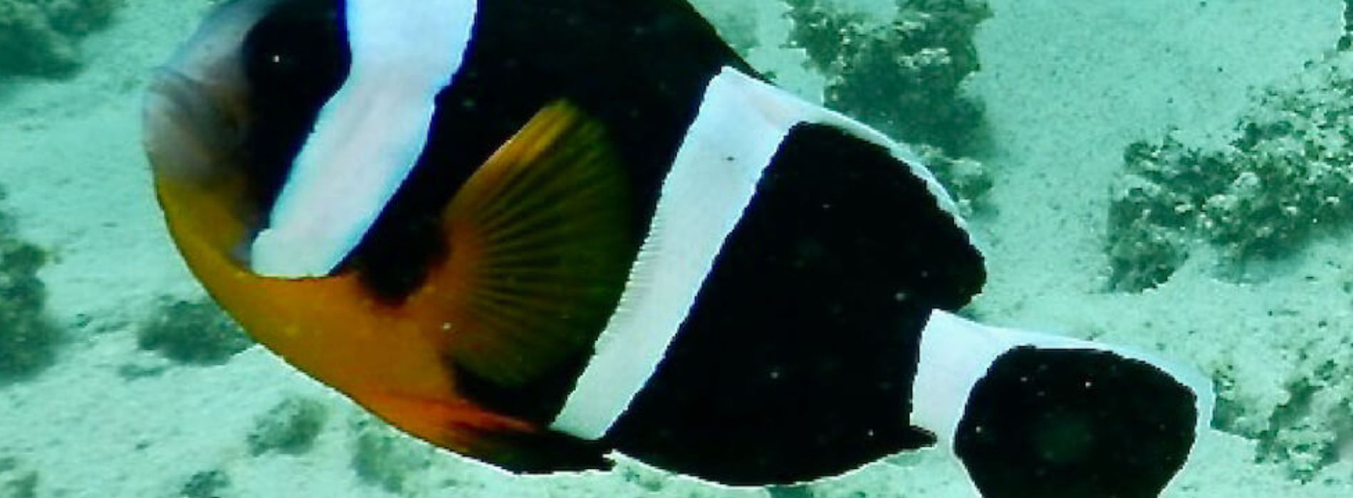 Mauritius-Anemonenfisch-Seitenansicht