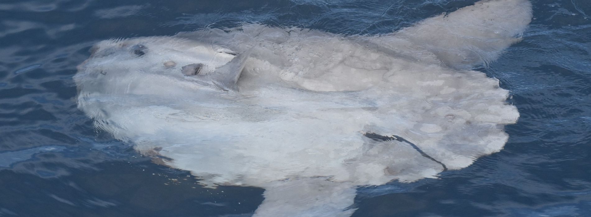 Mola-mola-sunbathing-at-surface-of-the-water