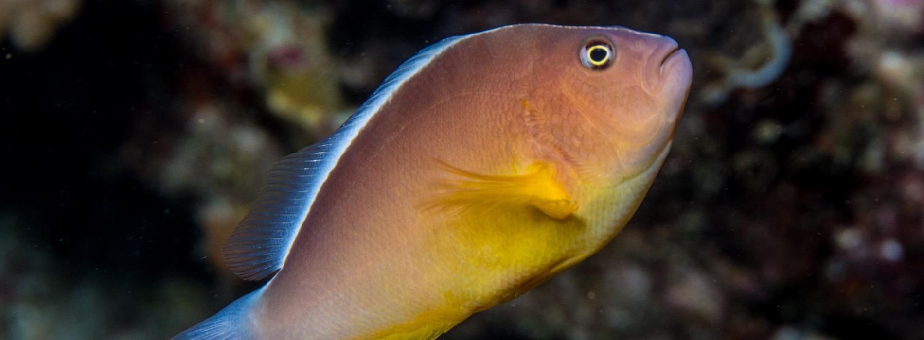 Nosestripe-Clownfish-living-in-the-corals