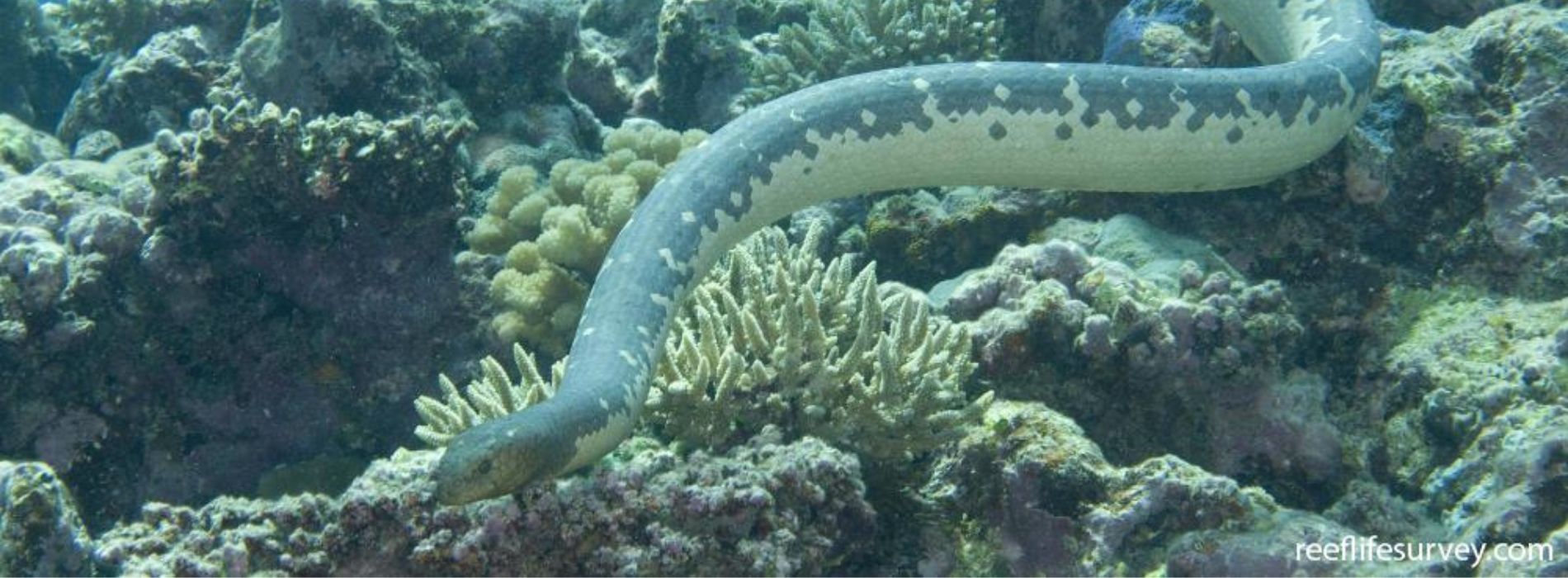 Olive-Sea-Snake-hunting-in-the-corals