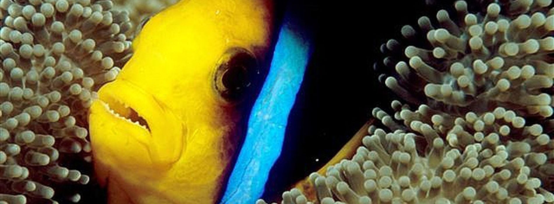 Orangeflossen-Anemonenfisch, der sich im Riff versteckt
