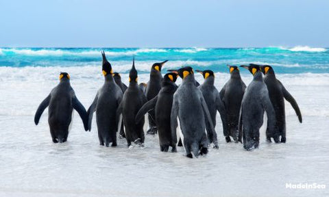 Pinguine beim Gehen