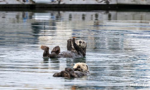 Two-sea-otters