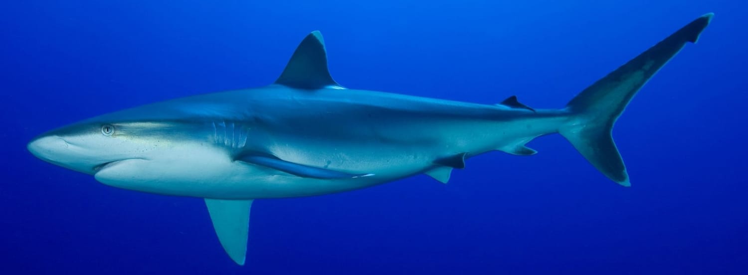 Tiburón punta plateada
