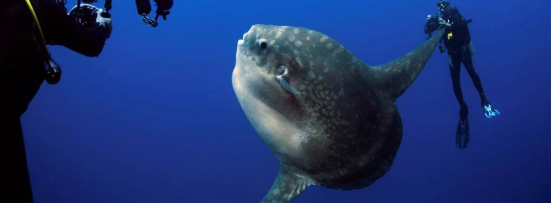 Sunfish-swimming-with-divers