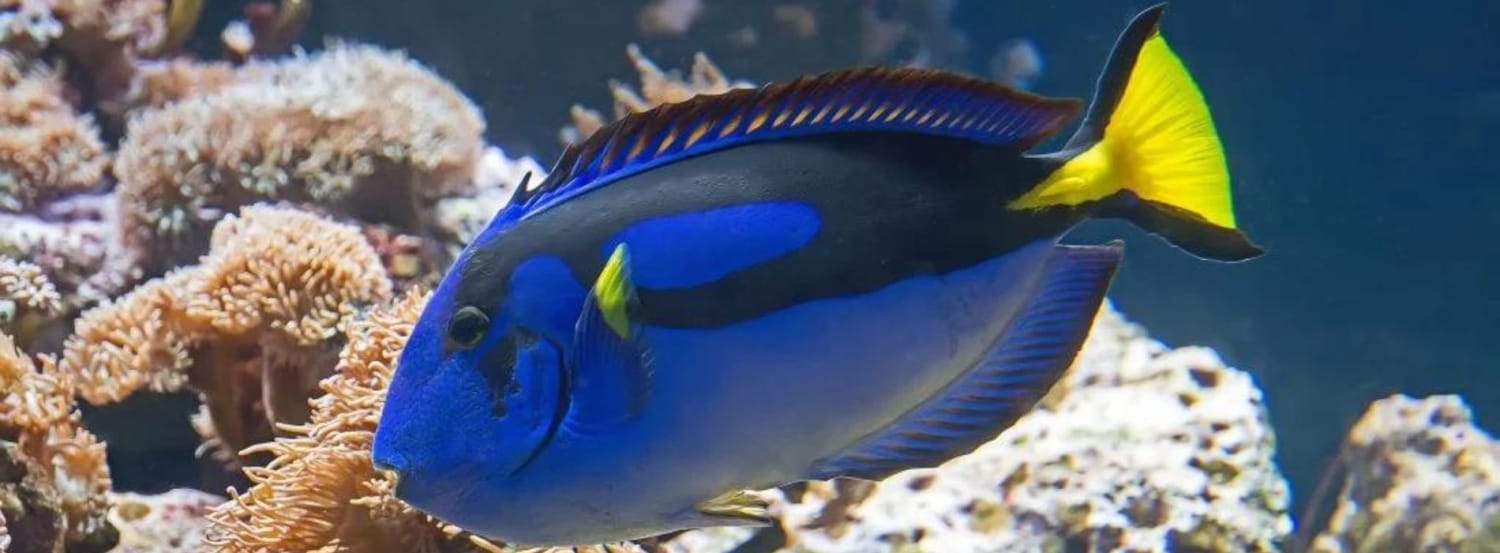 The-blue-tang-raising-a-pair-of-sharp-spines