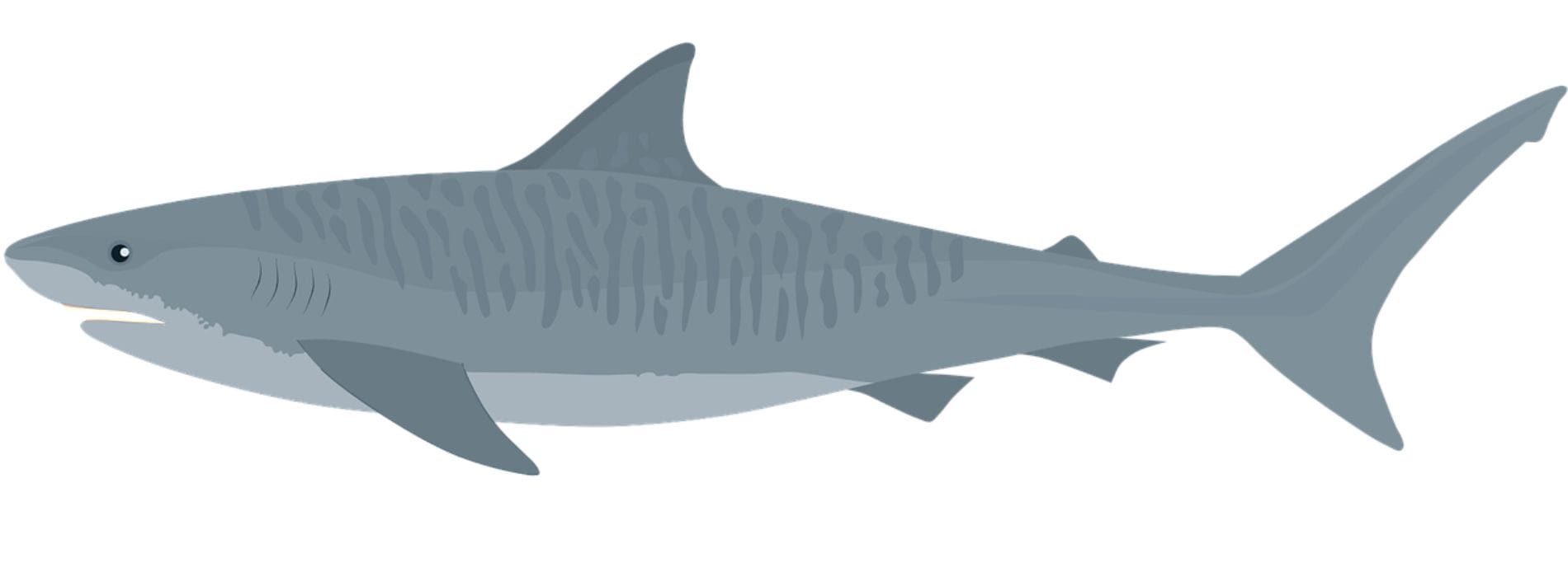 tiger-shark-side-view