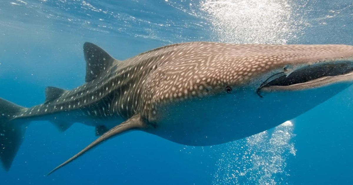 Whale-shark-by-WWF