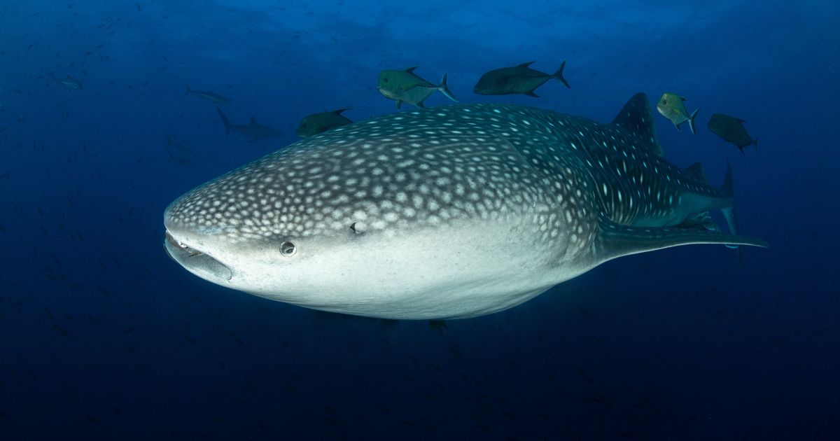 Ojo de tiburón ballena