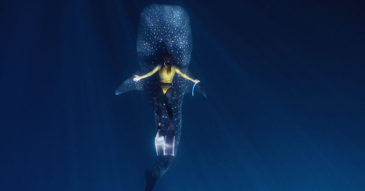 Tiburón ballena nadando con humanos