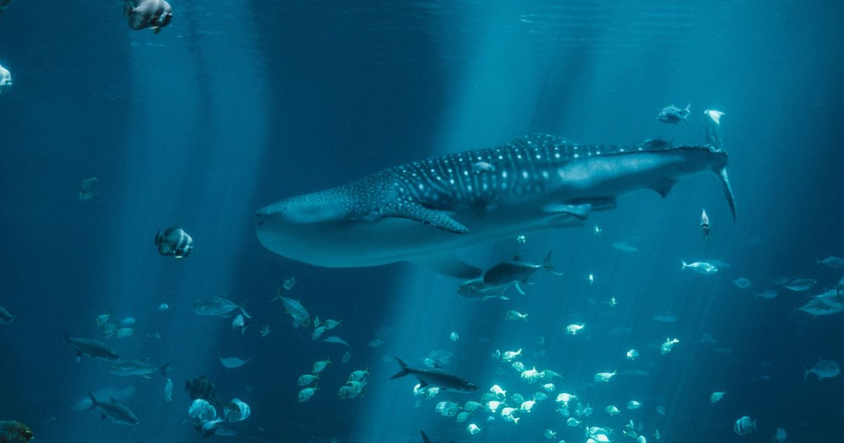 Whale-shark-swimming