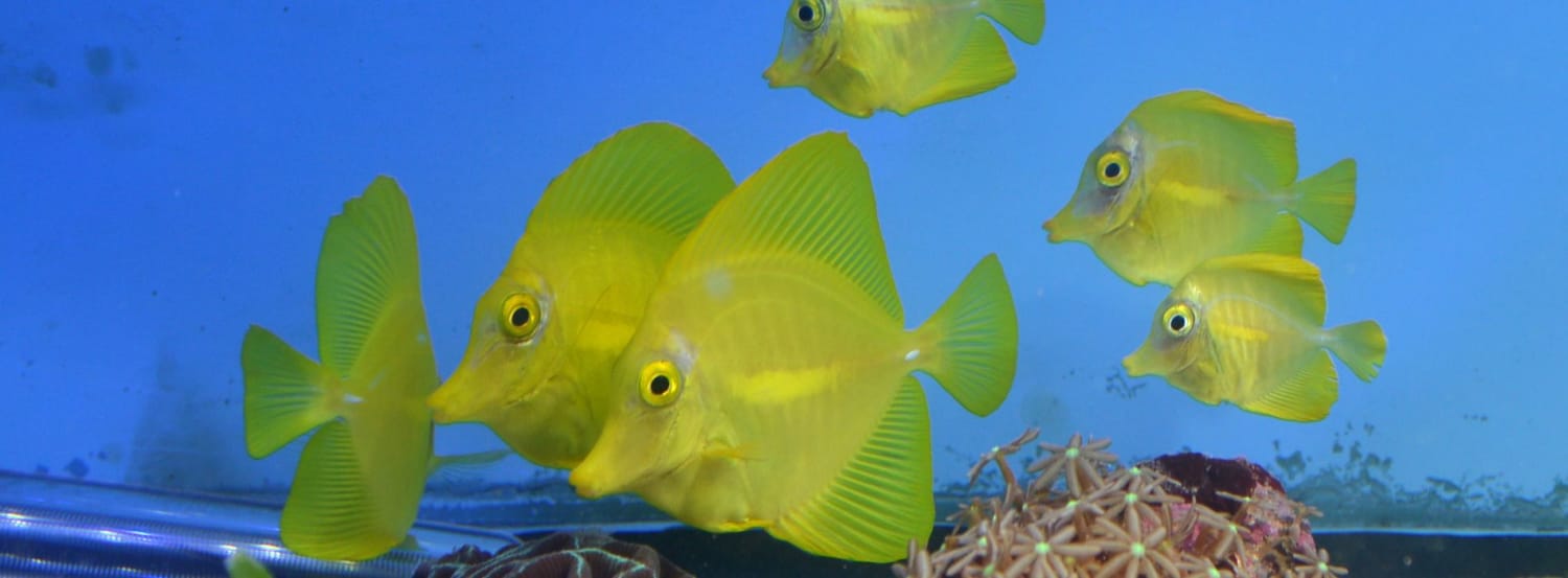 Zebrasoma-flavescens-group-in-aquarium