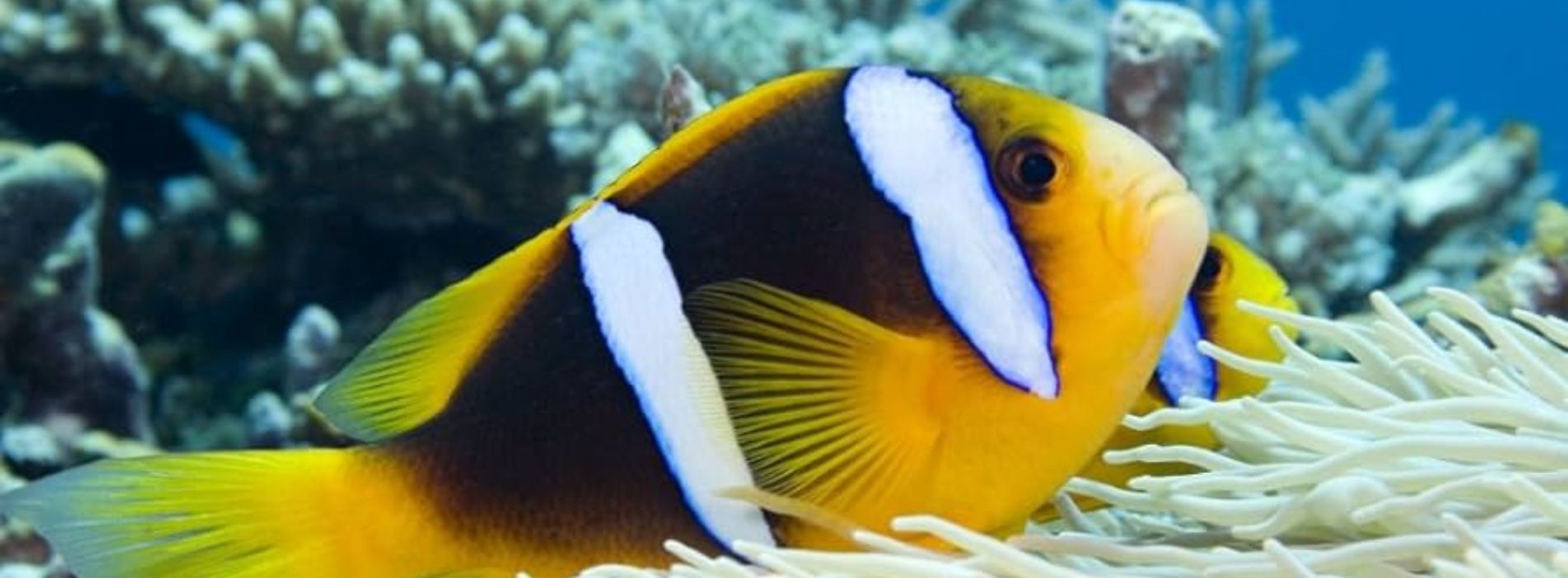 anemonefish-female-with-male