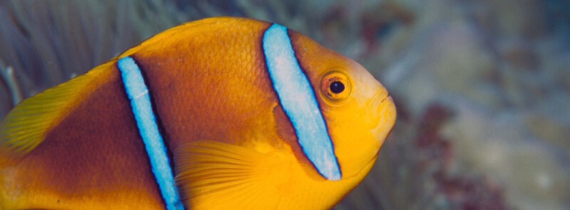 anemonefish-species