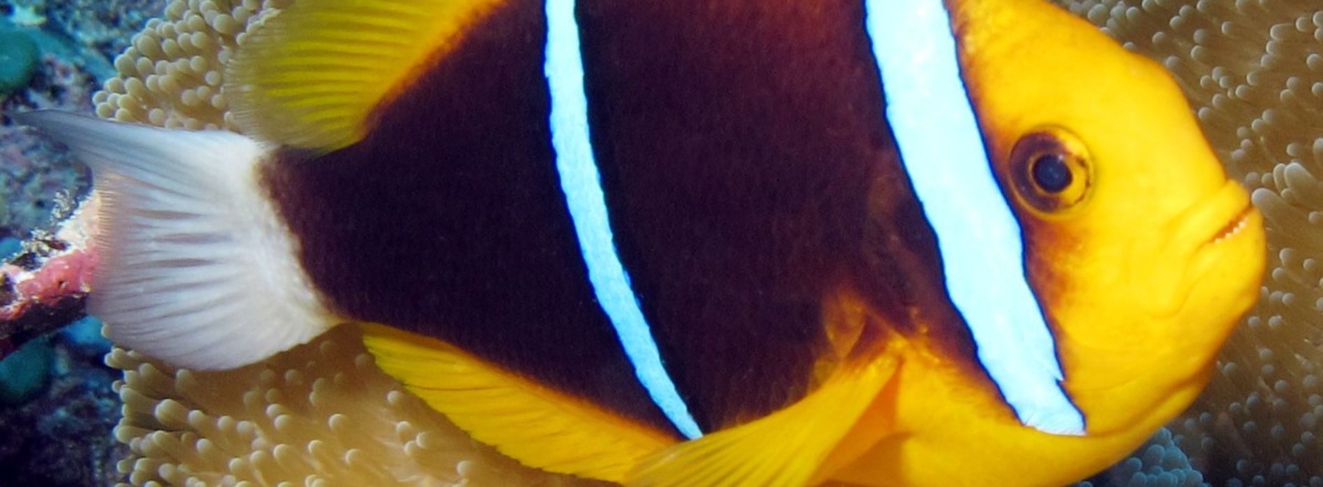 anemonefish swimming in its habitat